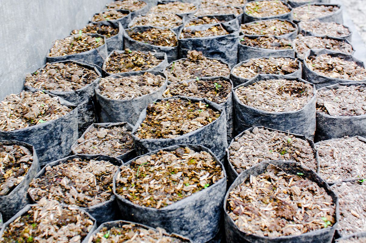 imageg-product-green-experience-landscaping-in-a-pot-01